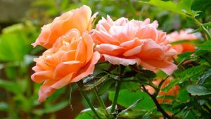 peach roses