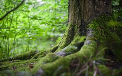 Forest Bathing for Well-being