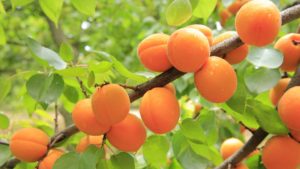 Apricots growing on a tree