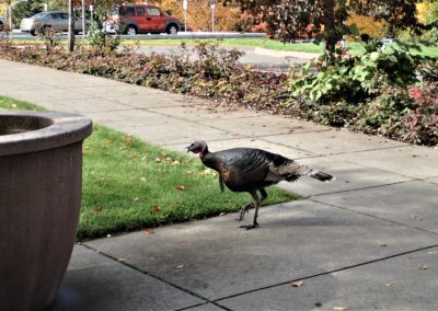 Wild turkey on the sidewalk