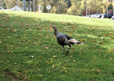 Wild turkey in a parking lot