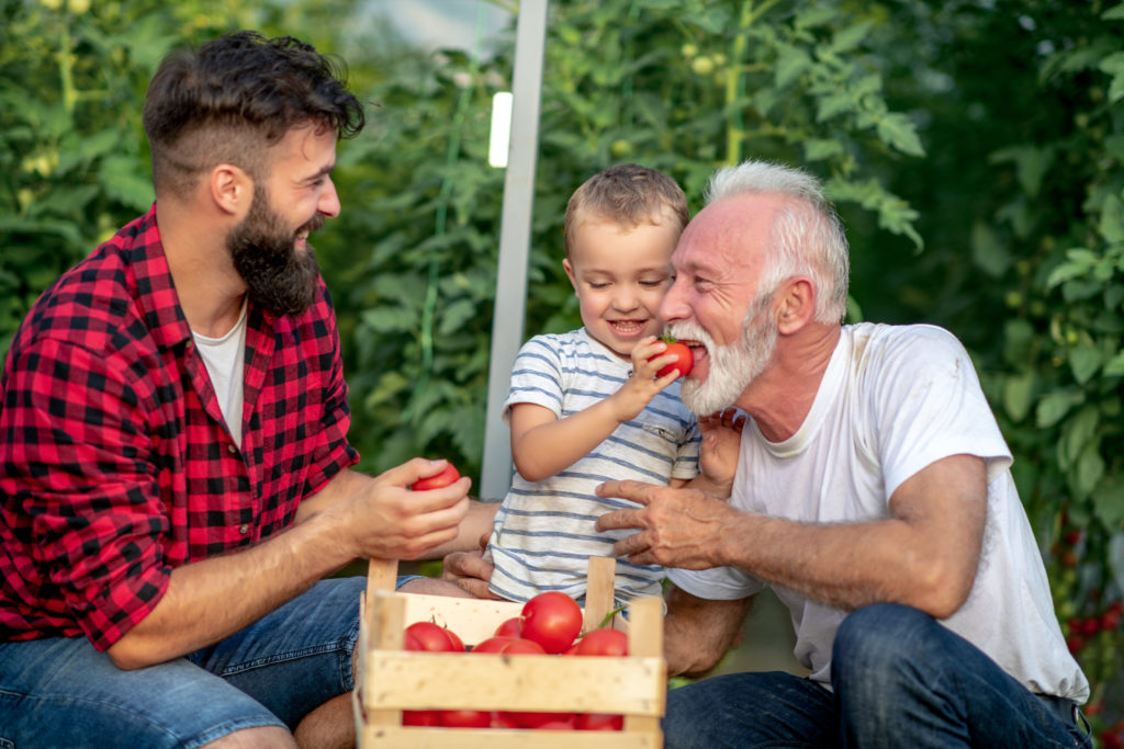 Small boy feeds grandfather a tomato while father laughs