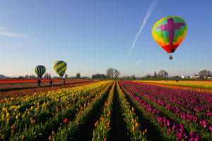Hot air ballons flying over the Woodburn Tulip Festival